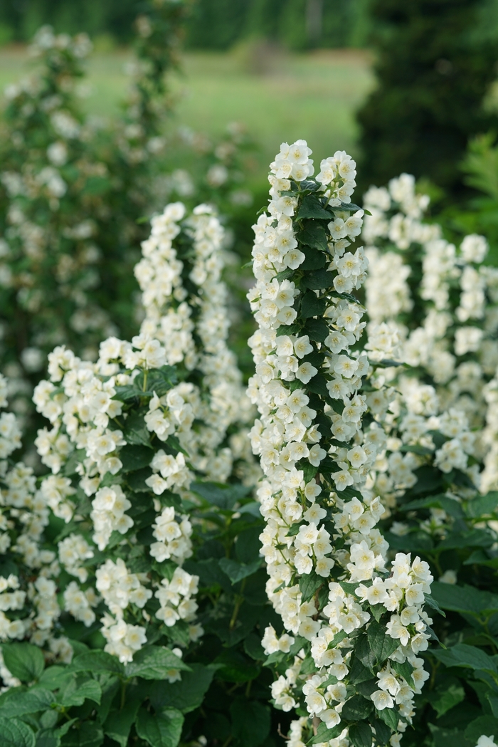 Illuminati Tower™ - Philadelphus coronarius from E.C. Brown's Nursery Illuminati Tower™ - Philadelphus coronarius from E.C. Brown's Nursery
