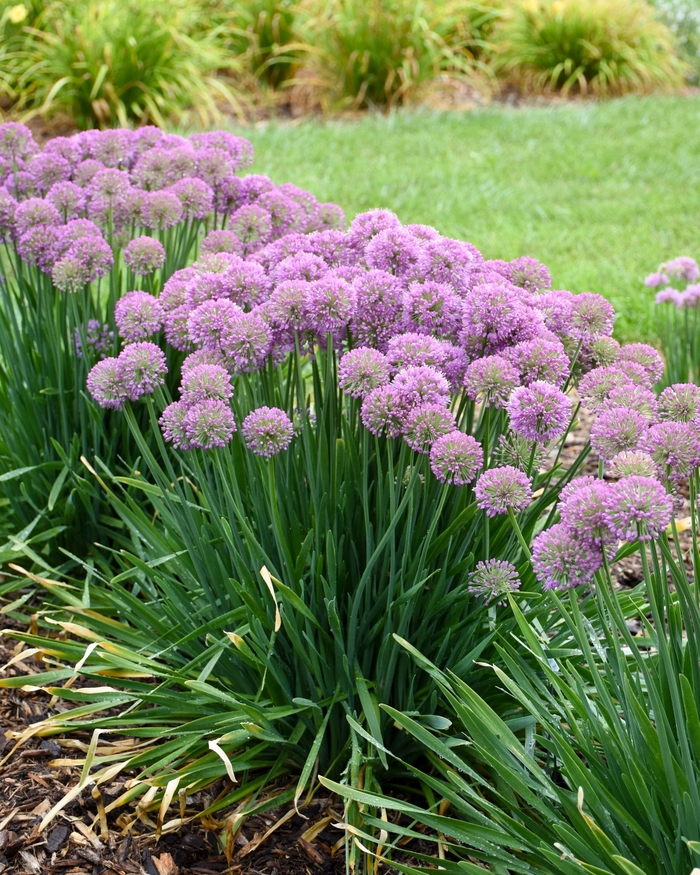 'Serendipity' - Allium hybrid from E.C. Brown's Nursery