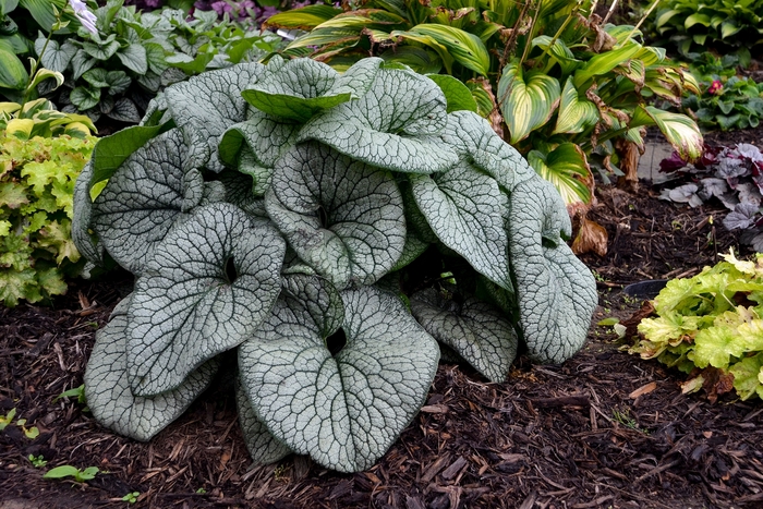 Queen of Hearts Heartleaf Brunnera - Brunnera macrophylla 'Queen of Hearts' PP32737 (Heartleaf Brunnera) from E.C. Brown's Nursery Queen of Hearts Heartleaf Brunnera - Brunnera macrophylla 'Queen of Hearts' PP32737 (Heartleaf Brunnera) from E.C. Brown's Nursery