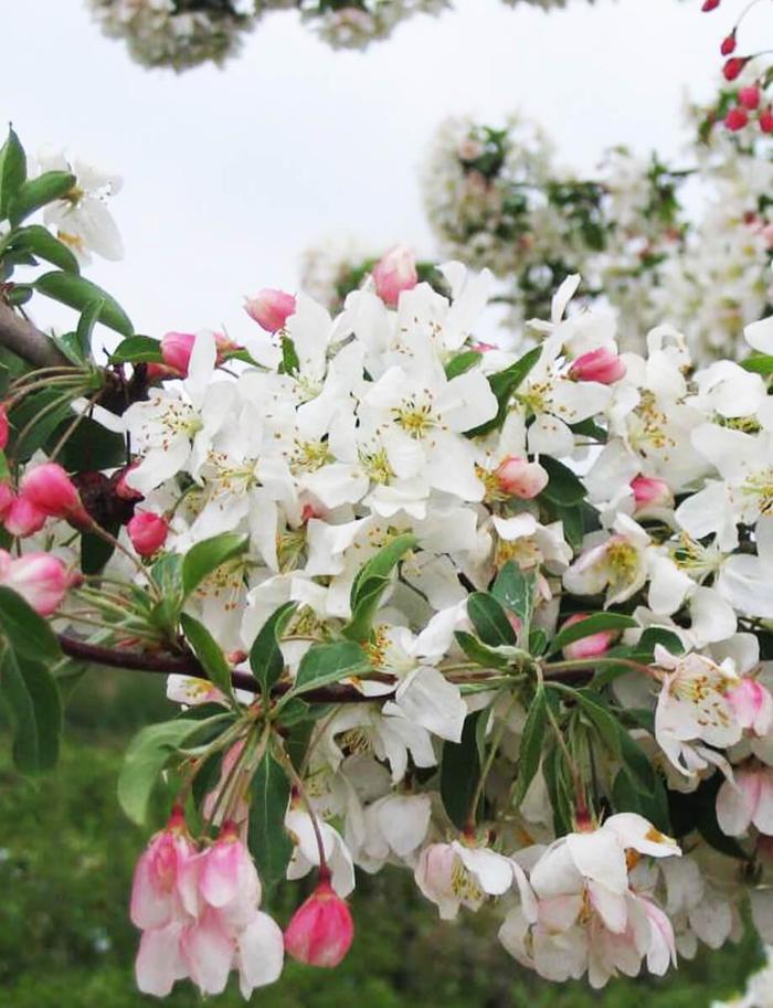 Red Jewel Crabapple - Malus 'Jewelcole' from E.C. Brown's Nursery Red Jewel Crabapple - Malus 'Jewelcole' from E.C. Brown's Nursery