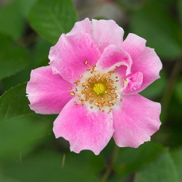 Easy Elegance® Funny Face™ - Rosa hybrid from E.C. Brown's Nursery Easy Elegance® Funny Face™ - Rosa hybrid from E.C. Brown's Nursery