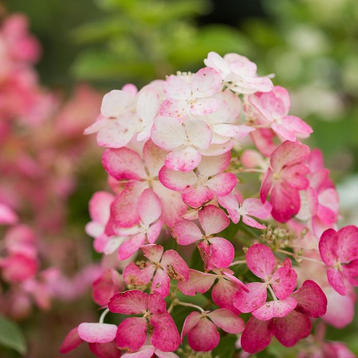 Diamond Rouge™ Hydrangea - Hydrangea paniculata from E.C. Brown's Nursery