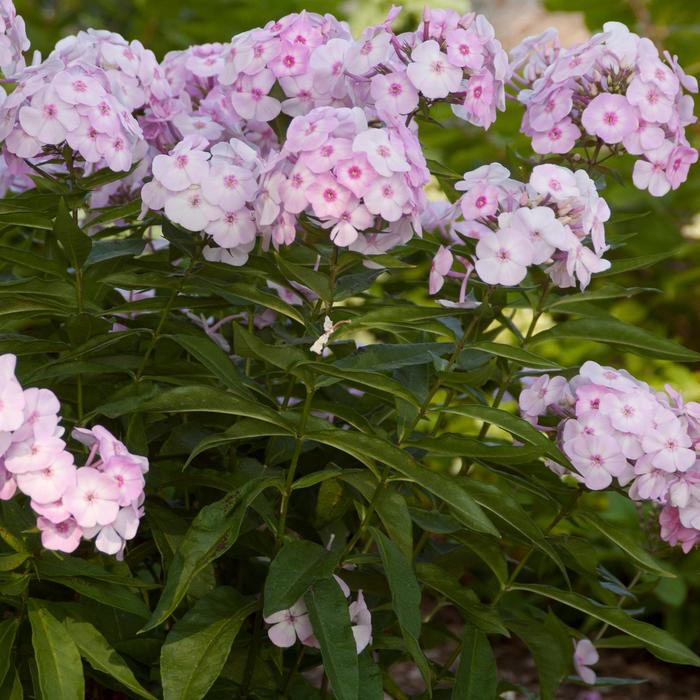 New Editions® Cotton Candy™ Garden Phlox - Phlox paniculata 'Ditomfav' PP21,369 from E.C. Brown's Nursery