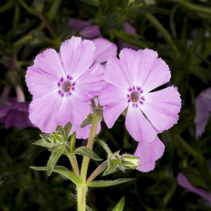 Phlox Trot™ - Phlox subulata from E.C. Brown's Nursery