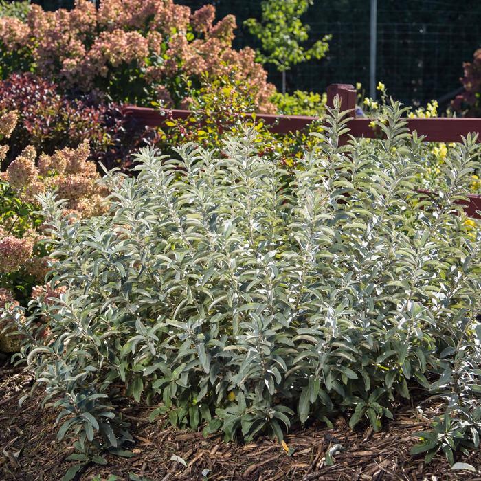 Iceberg Alley® Sageleaf Willow - Salix candida from E.C. Brown's Nursery