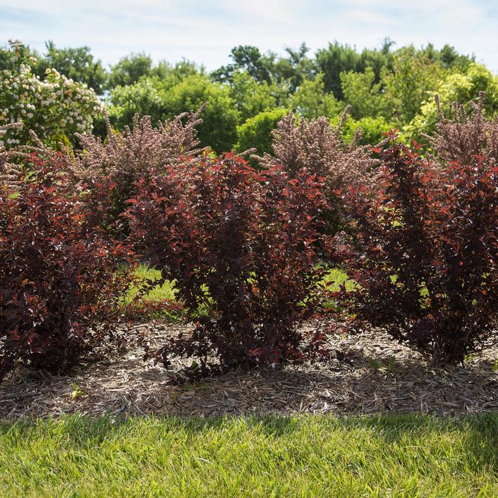 'Fireside®' Ninebark - Physocarpus opulifolius from E.C. Brown's Nursery