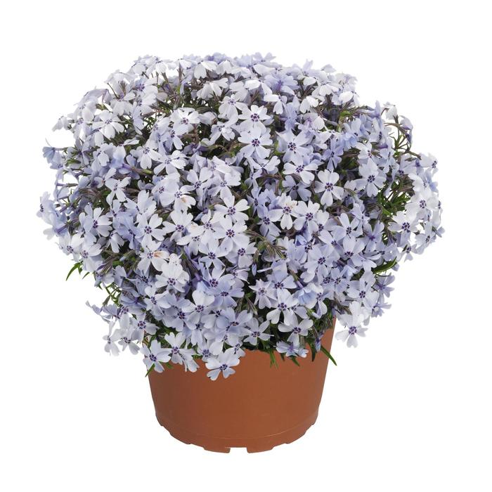 'Spring Blue' Moss Phlox - Phlox subulata from E.C. Brown's Nursery 'Spring Blue' Moss Phlox - Phlox subulata from E.C. Brown's Nursery
