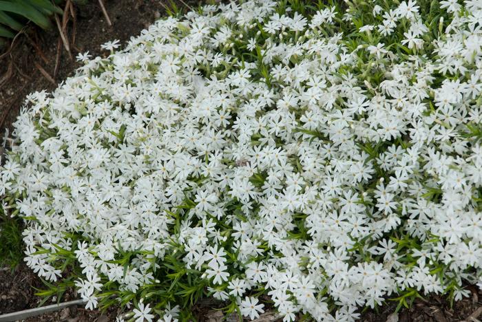 'Snowflake' Creeping Phlox - Phlox subulata from E.C. Brown's Nursery 'Snowflake' Creeping Phlox - Phlox subulata from E.C. Brown's Nursery
