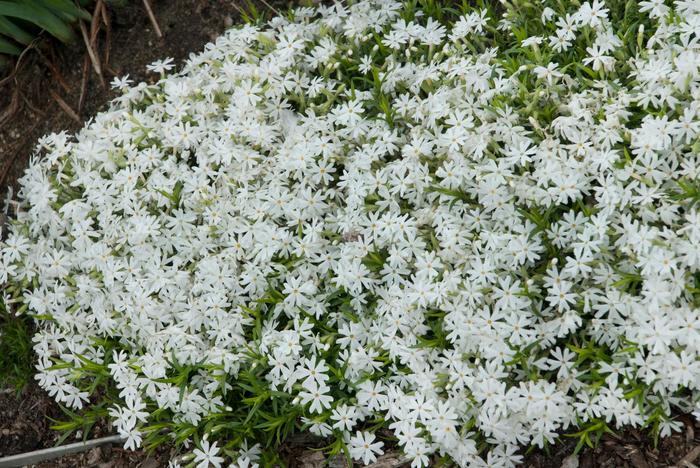 'Snowflake' Creeping Phlox - Phlox subulata from E.C. Brown's Nursery