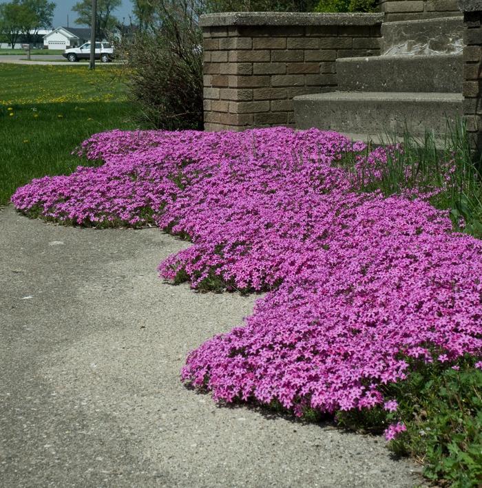 'Red Wing' Moss Phlox - Phlox subulata from E.C. Brown's Nursery