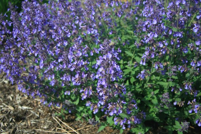 Junior Walker™ Catmint - Nepeta x faassenii 'Novanepjun' PP23074 (Catmint) from E.C. Brown's Nursery Junior Walker™ Catmint - Nepeta x faassenii 'Novanepjun' PP23074 (Catmint) from E.C. Brown's Nursery