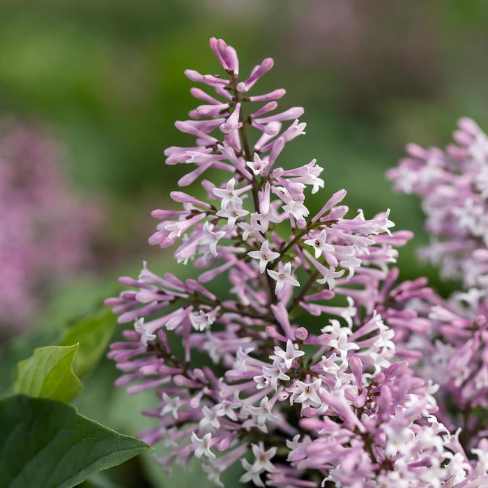 Little Lady™ - Syringa hybrid from E.C. Brown's Nursery Little Lady™ - Syringa hybrid from E.C. Brown's Nursery