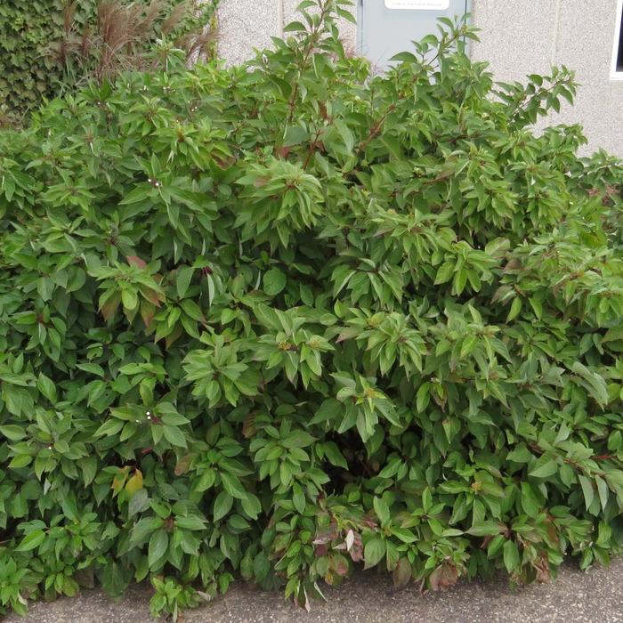 Firedance™ - Cornus sericea from E.C. Brown's Nursery Firedance™ - Cornus sericea from E.C. Brown's Nursery