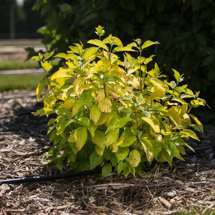 Neon Burst™ Dogwood - Cornus alba from E.C. Brown's Nursery