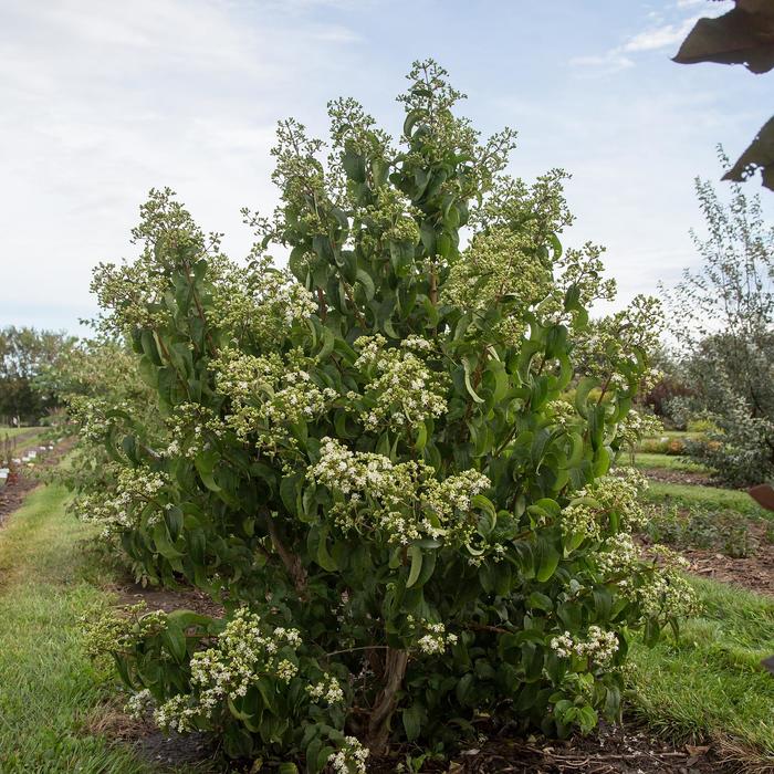 Tianshan® Seven-Son Flower - Heptacodium miconiodes 'Minhep' (Seven-Son Flower) from E.C. Brown's Nursery