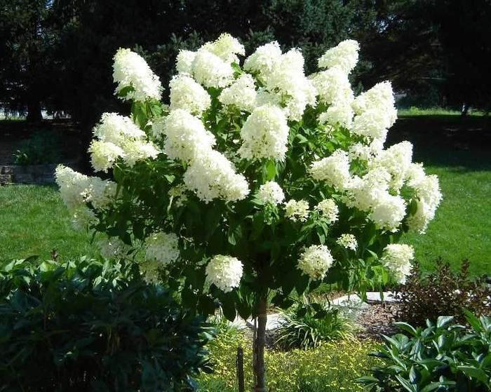 'Limelight' - Hydrangea paniculata from E.C. Brown's Nursery