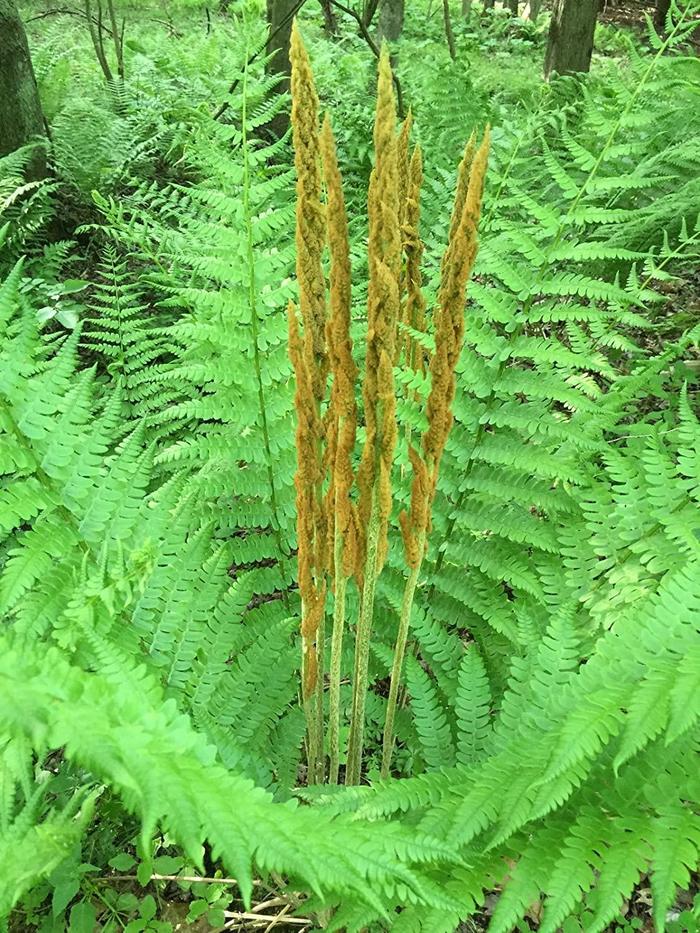 Cinnamon fern - Osmundastrum cinnamomea from E.C. Brown's Nursery Cinnamon fern - Osmundastrum cinnamomea from E.C. Brown's Nursery