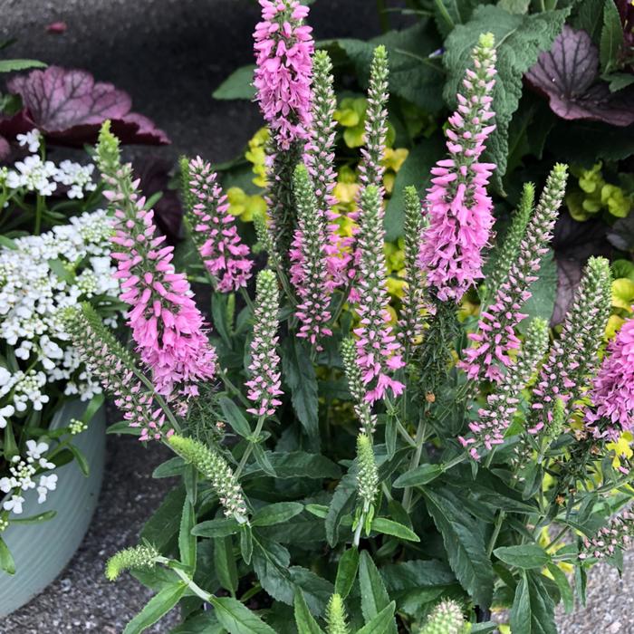 Pink Marshmallow Veronica - Veronica spicata (Speedwell) from E.C. Brown's Nursery Pink Marshmallow Veronica - Veronica spicata (Speedwell) from E.C. Brown's Nursery