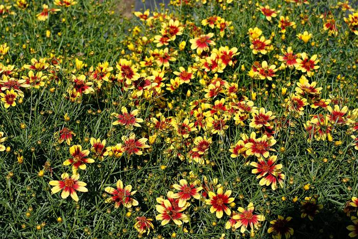 Sunstar™ Gold - Coreopsis verticillata from E.C. Brown's Nursery Sunstar™ Gold - Coreopsis verticillata from E.C. Brown's Nursery