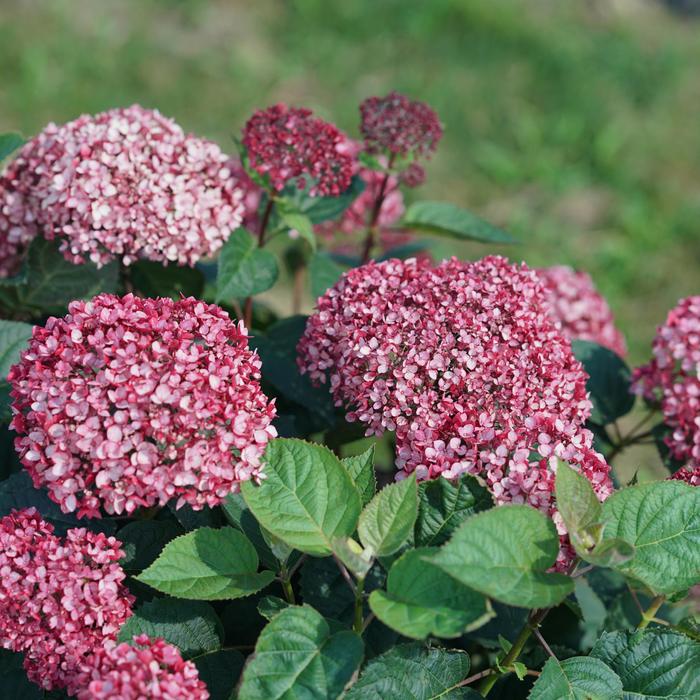 'Invincibelle Garnetta®' Smooth Hydrangea - Hydrangea arborescens from E.C. Brown's Nursery