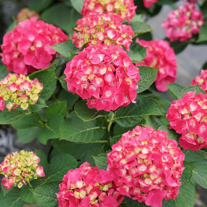 'Wee Bit Giddy®' Bigleaf Hydrangea - Hydrangea macrophylla from E.C. Brown's Nursery 'Wee Bit Giddy®' Bigleaf Hydrangea - Hydrangea macrophylla from E.C. Brown's Nursery