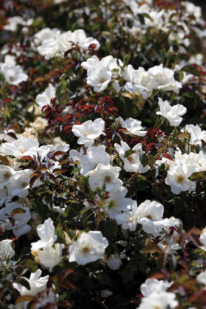 White Knock Out™ - Rosa 'Radwhite' PP20273 from E.C. Brown's Nursery