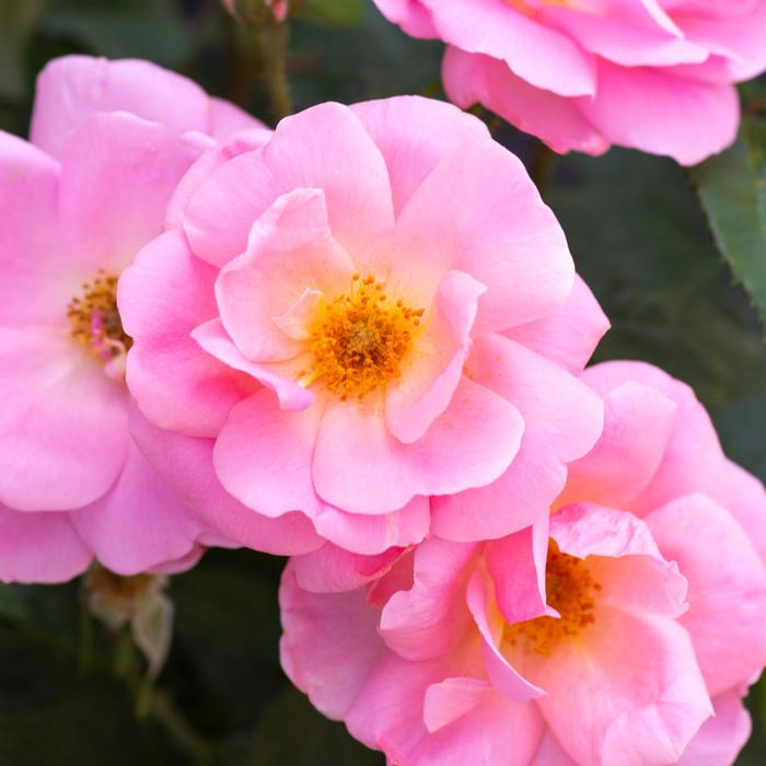 Knock Out® 'Peachy' - Rosa (Rose) from E.C. Brown's Nursery Knock Out® 'Peachy' - Rosa (Rose) from E.C. Brown's Nursery