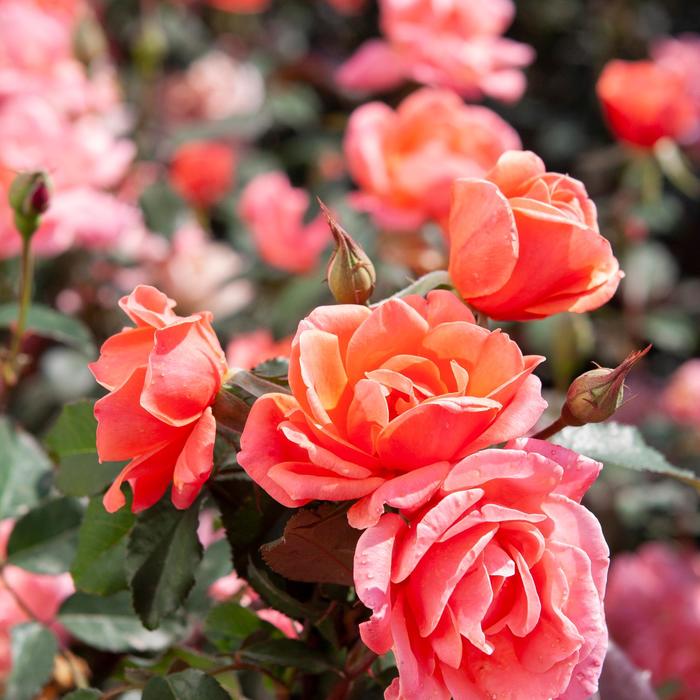 Coral Knock Out® - Rosa 'Radral' PP19803 from E.C. Brown's Nursery