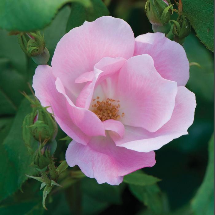 Blushing Knock Out® - Rosa 'Radyod' PP14700, CPBR 2045 from E.C. Brown's Nursery