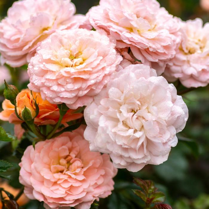 Apricot Drift® - Rosa hybrid from E.C. Brown's Nursery