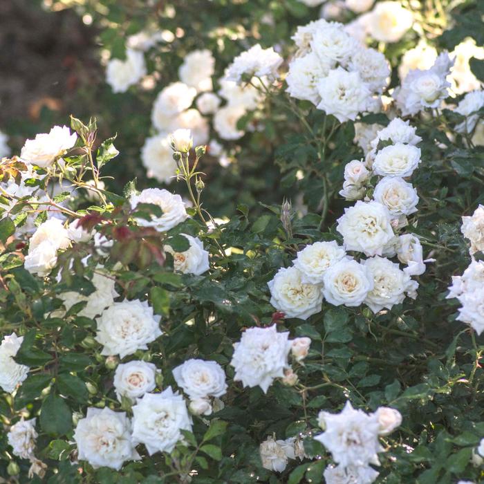 White Drift® - Rosa 'Meizorland' PP28054, CPBR 5592 from E.C. Brown's Nursery