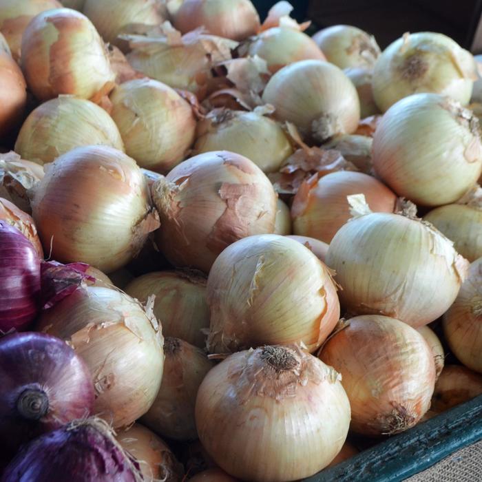 Spanish Onion - Allium cepa from E.C. Brown's Nursery