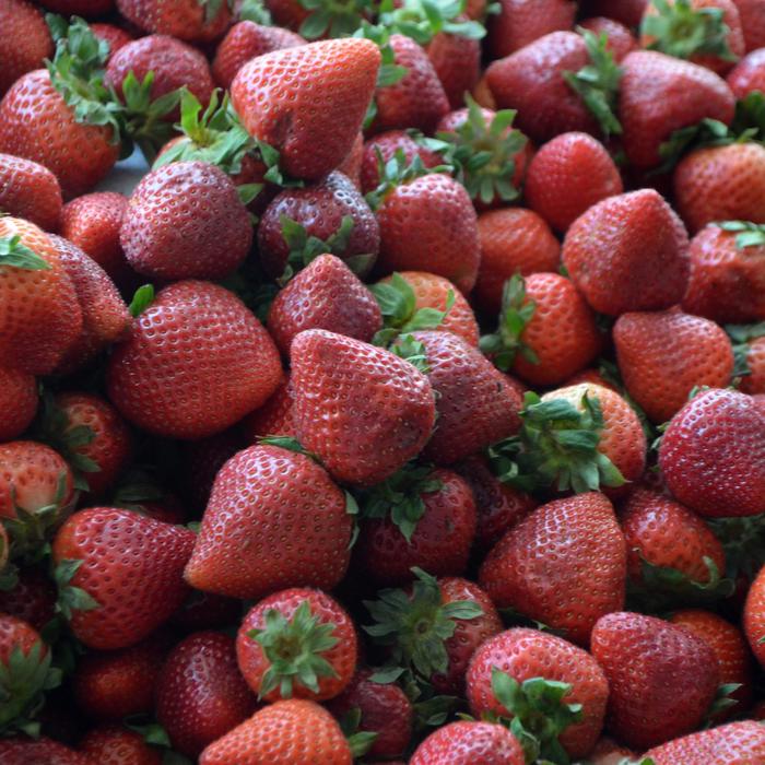 Strawberry - Fragaria from E.C. Brown's Nursery