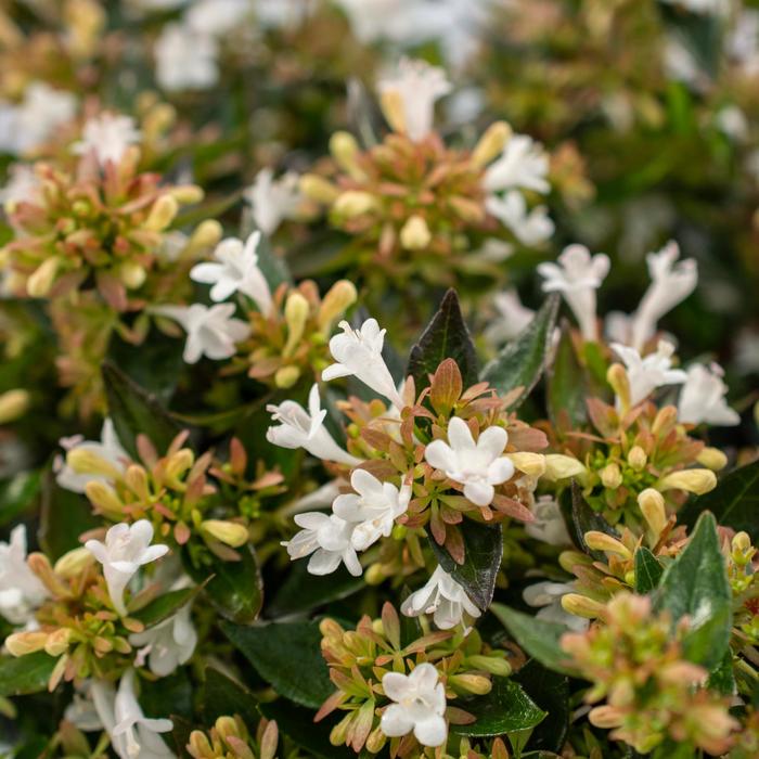Apple Perfection™ - Abelia from E.C. Brown's Nursery