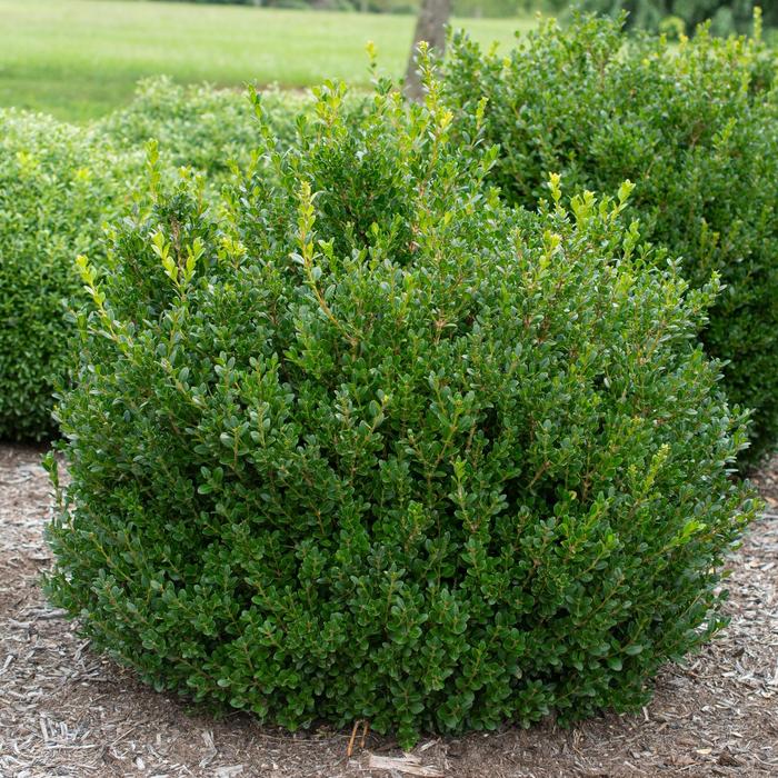 'Little Missy' - Buxus microphylla from E.C. Brown's Nursery