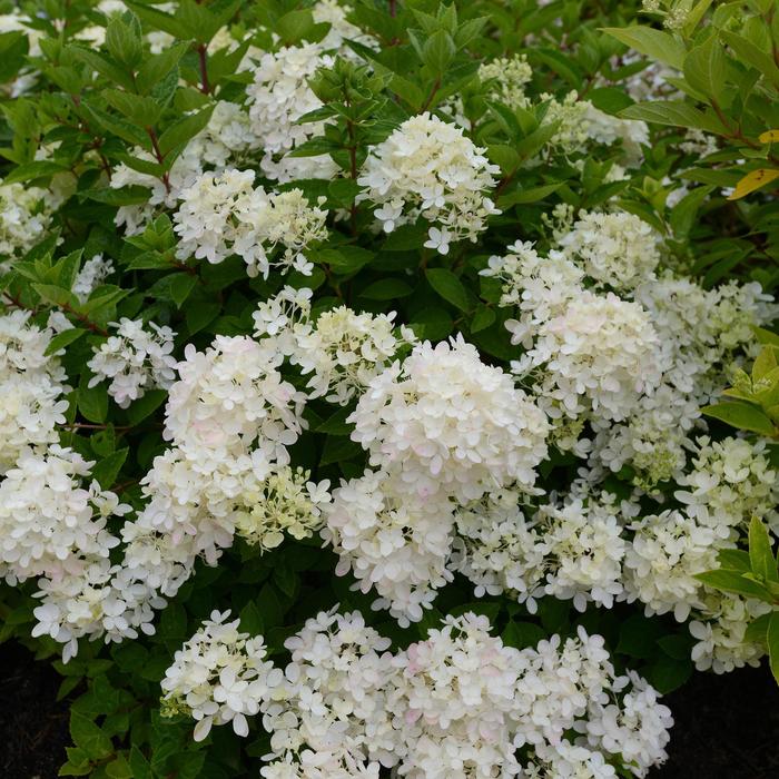 'Bombshell' Dwarf Hydrangea - Hydrangea paniculata 'Bombshell' from E.C. Brown's Nursery 'Bombshell' Dwarf Hydrangea - Hydrangea paniculata 'Bombshell' from E.C. Brown's Nursery