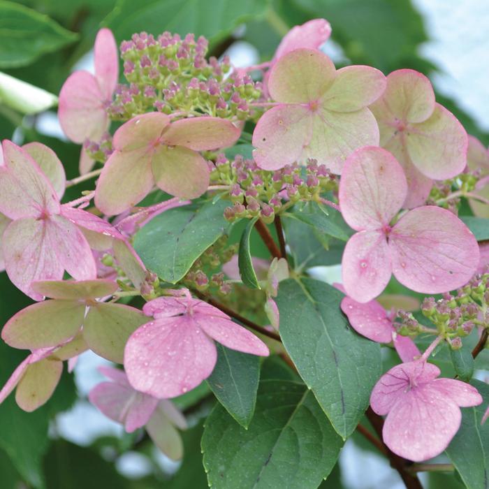 'Fire and Ice' Panicle Hydrangea - Hydrangea paniculata from E.C. Brown's Nursery 'Fire and Ice' Panicle Hydrangea - Hydrangea paniculata from E.C. Brown's Nursery