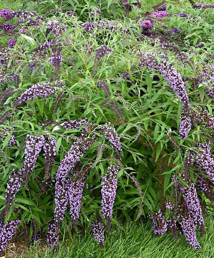 Wisteria Lane Butterfly Bush - Buddleia davidii 'Wisteria Lane' PP27833 (Butterfly Bush) from E.C. Brown's Nursery