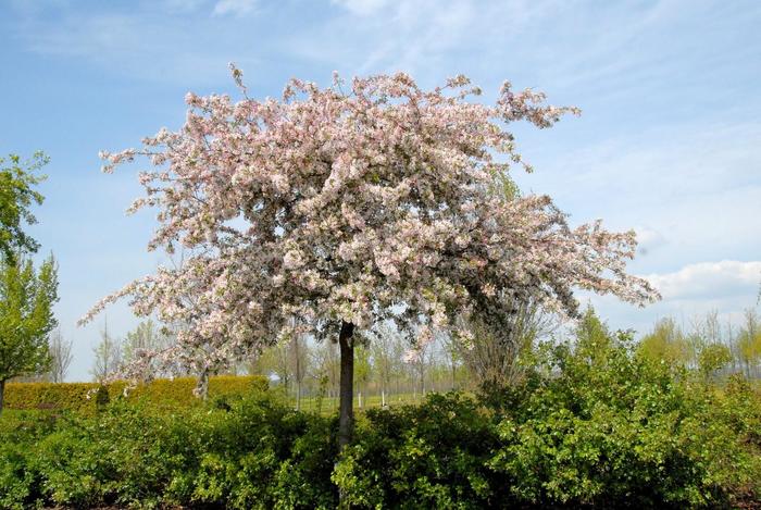 Japanese Flowering Crabapple - Malus floribunda from E.C. Brown's Nursery Japanese Flowering Crabapple - Malus floribunda from E.C. Brown's Nursery