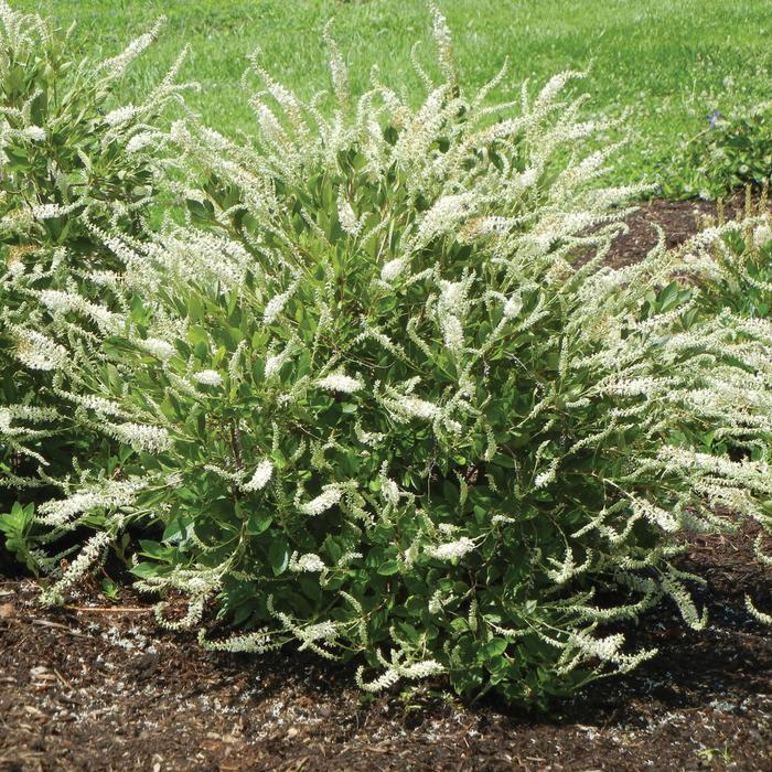 Summer Sparkler Summersweet - Clethra from E.C. Brown's Nursery