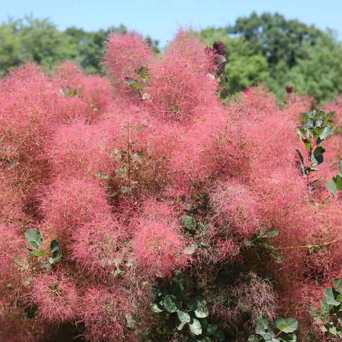 The Velvet Fog® - Cotinus coggygria from E.C. Brown's Nursery