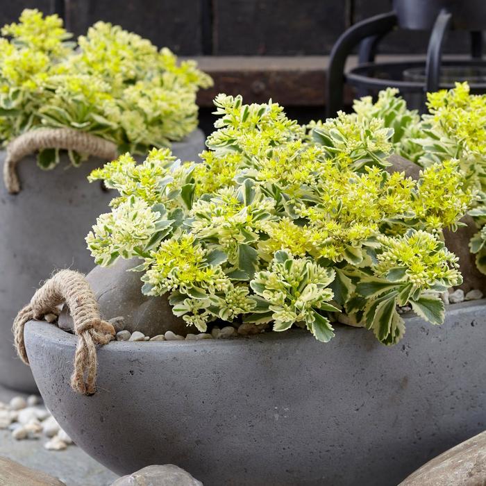 Atlantis Sedum - Sedum takesimense 'Atlantis' from E.C. Brown's Nursery Atlantis Sedum - Sedum takesimense 'Atlantis' from E.C. Brown's Nursery
