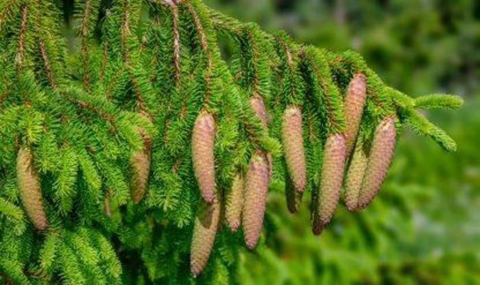 'Acrocona' Norway Spruce - Picea abies from E.C. Brown's Nursery