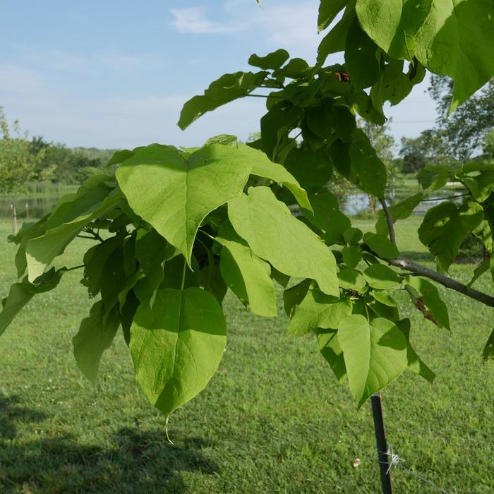 Northern Catalpa - Catalpa speciosa from E.C. Brown's Nursery