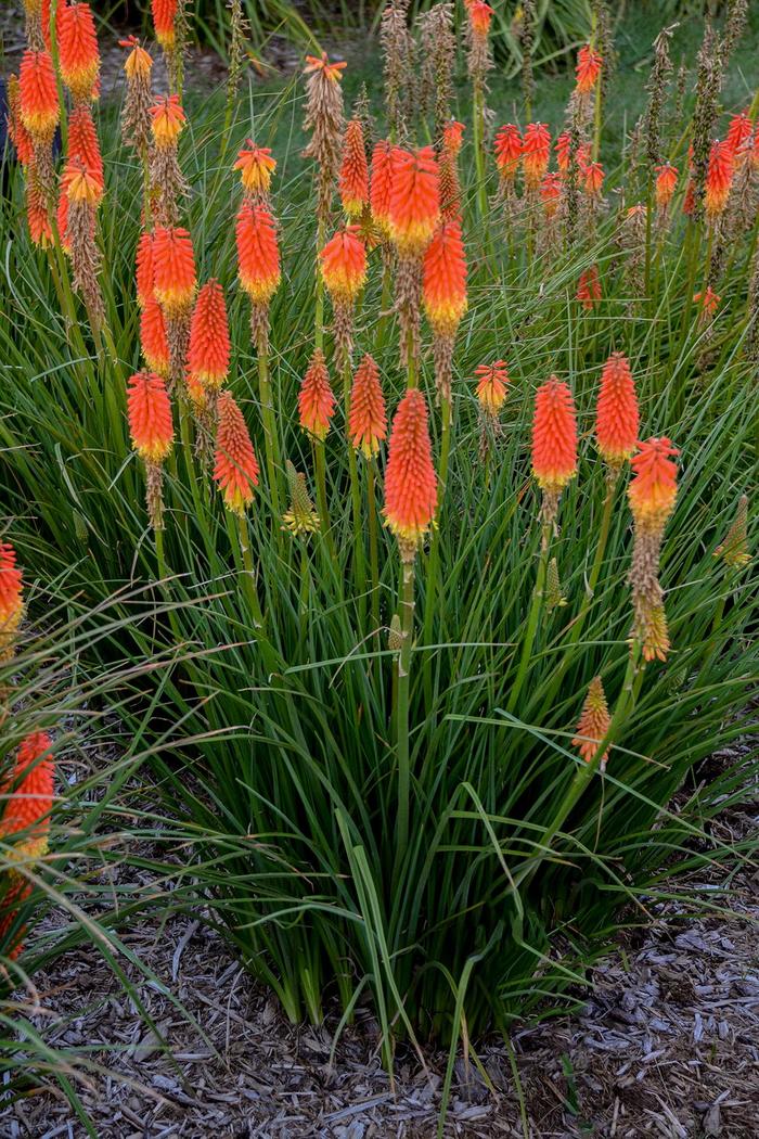 'Jackpot' Red Hot Poker - Kniphofia from E.C. Brown's Nursery 'Jackpot' Red Hot Poker - Kniphofia from E.C. Brown's Nursery