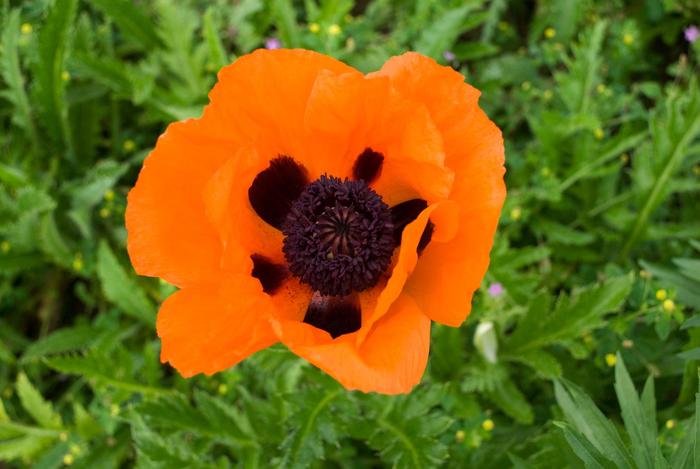  'Prince of Orange' - Papaver orientale from E.C. Brown's Nursery