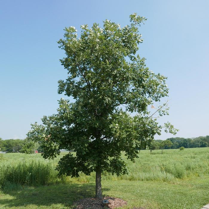 Bur Oak - Quercus macrocarpa from E.C. Brown's Nursery
