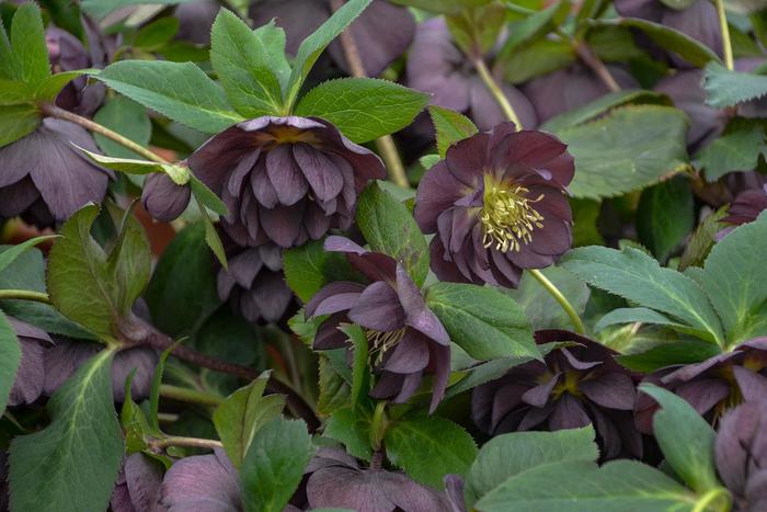 Honeymoon™ 'Dashing Groomsmen' - Helleborus from E.C. Brown's Nursery