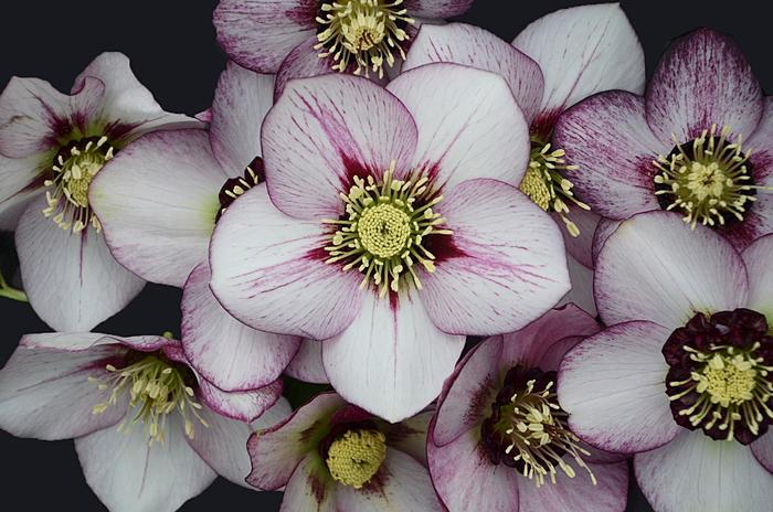 Honeymoon™ 'French Kiss' - Helleborus hybrid from E.C. Brown's Nursery