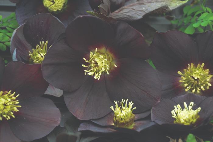 Honeymoon® 'New York Night' - Helleborus hybrid from E.C. Brown's Nursery